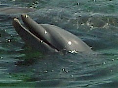 dolphin.jpg (15266 bytes)