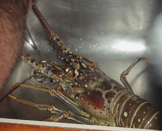Lobster in the sink.jpg (57723 bytes)
